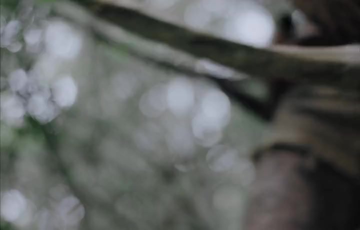 Tg[@mmson Moviess] Gaia (2021) 480p Bluray Hollywood Movie Org [Hindi Or English] X264 Esubs Mkv