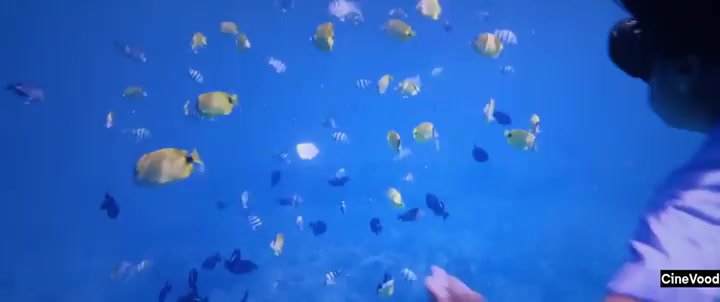 Lilo &Amp; Stitch 2025 Hindi Hdts 480p X264 Hc Ksub Cine