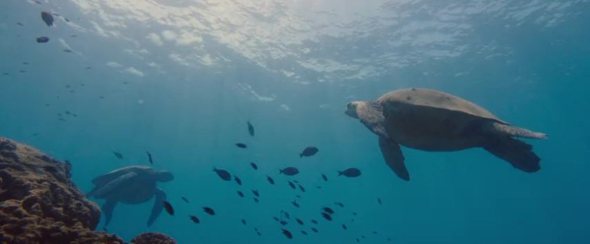 Lilo And Stitch 2025 480p Bluray Hindi English Esubs Moviesmod Cafe