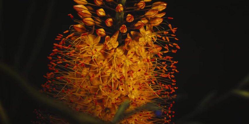 The Gardener 2025 Hindi English Dual Audio Completed Web Series